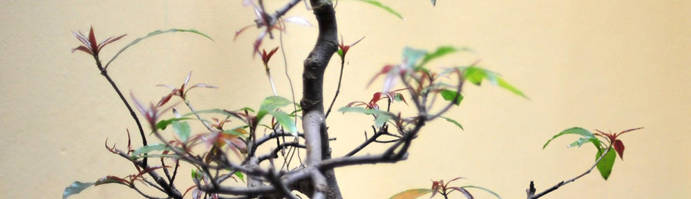 スタッフブログ　